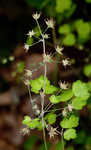 Early meadowrue